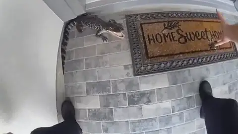 Caiman en Texas Caiman en Texas