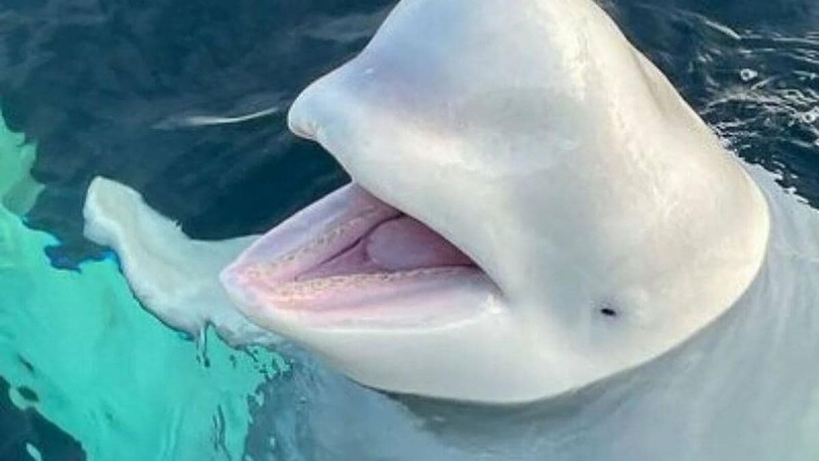 Hallan muerta a Hvaldimir, la presunta 'ballena espía' de la marina rusa
