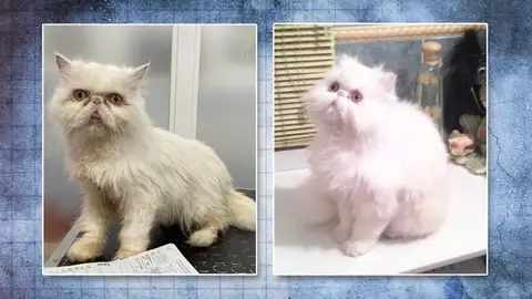 La gata de Carmen, 'secuestrada' en una protectora de animales La gata de Carmen, 'secuestrada' en una protectora de animales