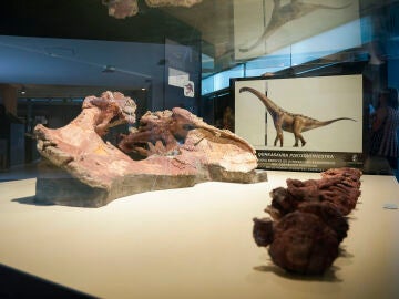 Huesos del Qunkasaura pintiquiniestra durante la publicación del descubrimiento de una nueva especie de dinosaurio saurópodo