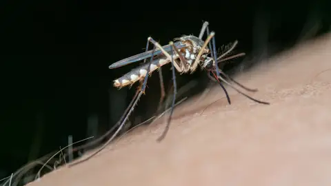 Mosquito, imagen de archivo Mosquito, imagen de archivo