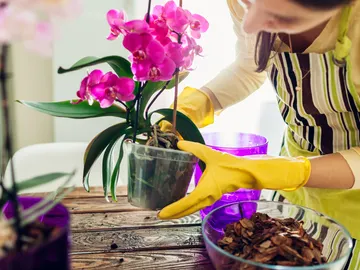 Mujer cuidando las plantas Mujer cuidando las plantas