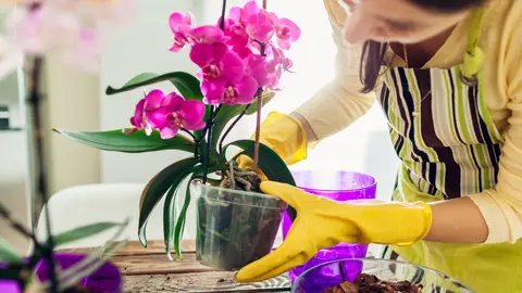 Mujer cuidando las plantas Mujer cuidando las plantas