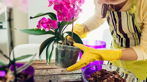 Mujer cuidando las plantas Mujer cuidando las plantas