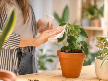 Cuidar las plantas