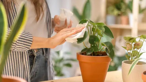 Cuidar las plantas Cuidar las plantas