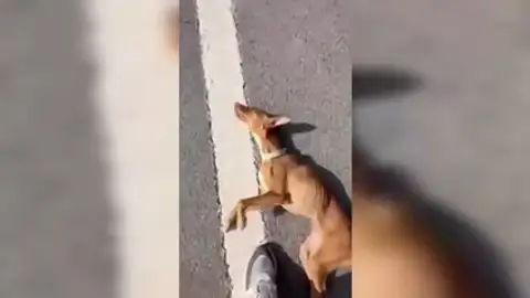 Malherida y abandonada en el arcén una perra en Jaén Malherida y abandonada en el arcén una perra en Jaén