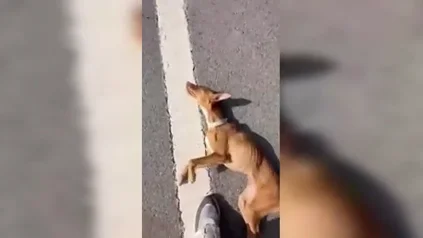 Malherida y abandonada en el arc&eacute;n una perra en Ja&eacute;n