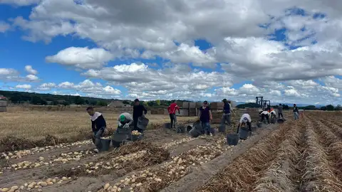 Patata Galicia Patata Galicia