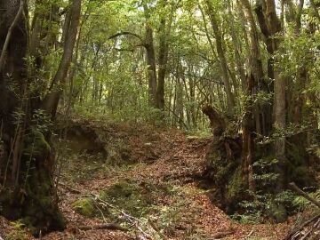 Garajonay: los bosques ocupan el 55% del territorio español