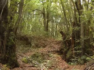Garajonay: los bosques ocupan el 55% del territorio español Garajonay: los bosques ocupan el 55% del territorio español