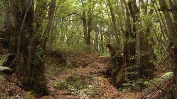 Garajonay: los bosques ocupan el 55% del territorio español