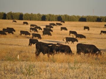 Imagen de archivo de toros.