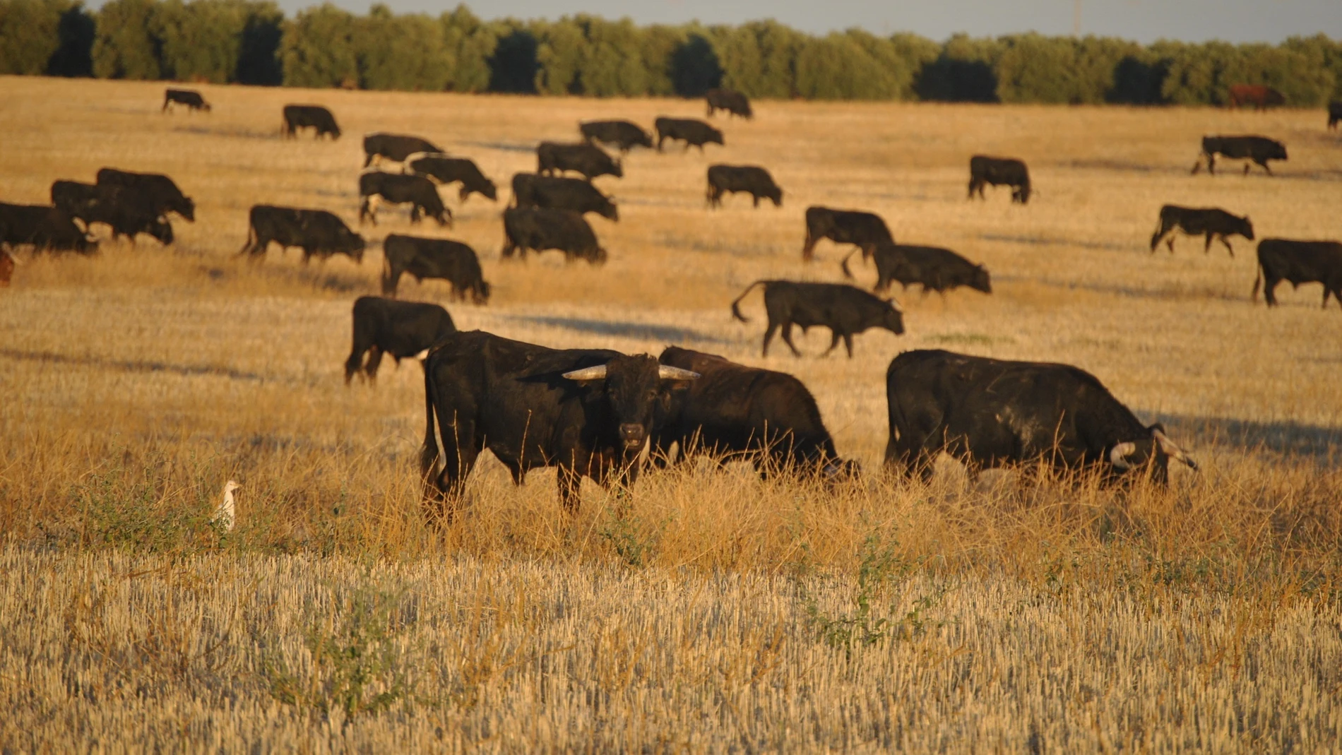 Imagen de archivo de toros. Imagen de archivo de toros.