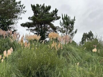 Hierba de la Pampa 