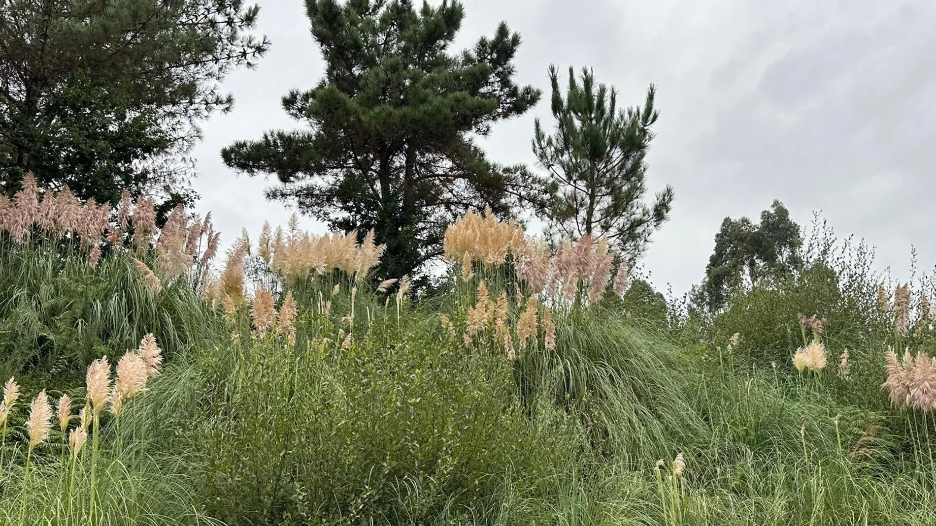 Hierba de la Pampa Hierba de la Pampa