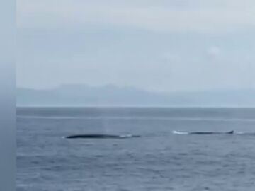 El vídeo de las ballenas en las costas gallegas