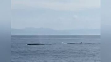 El vídeo de las ballenas en las costas gallegas