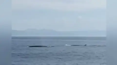 El vídeo de las ballenas en las costas gallegas El vídeo de las ballenas en las costas gallegas
