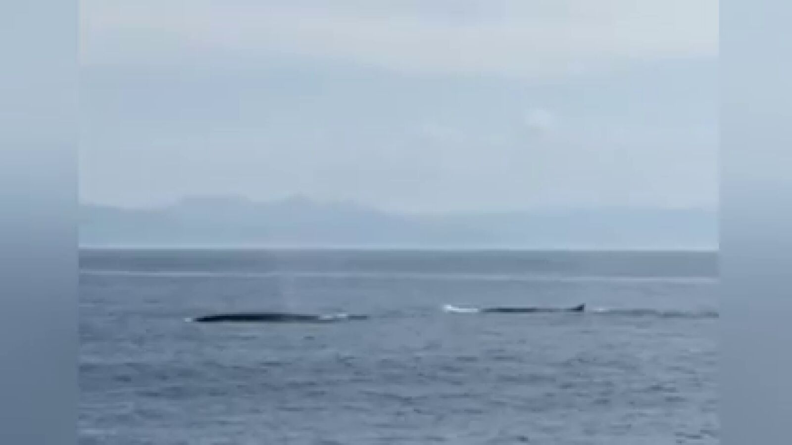 Graban manadas de ballenas en las costas gallegas: 