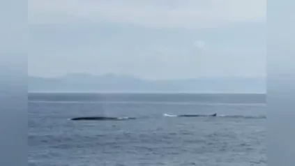 El vídeo de las ballenas en las costas gallegas El vídeo de las ballenas en las costas gallegas