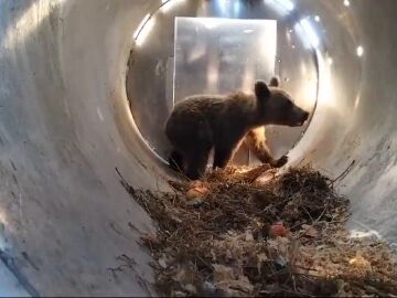 Osezno rescatado en León