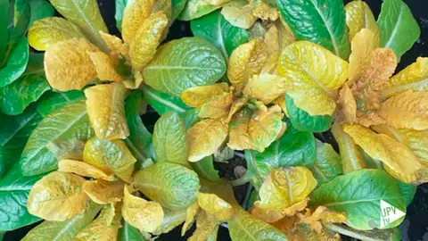 Lechugas doradas Lechugas doradas