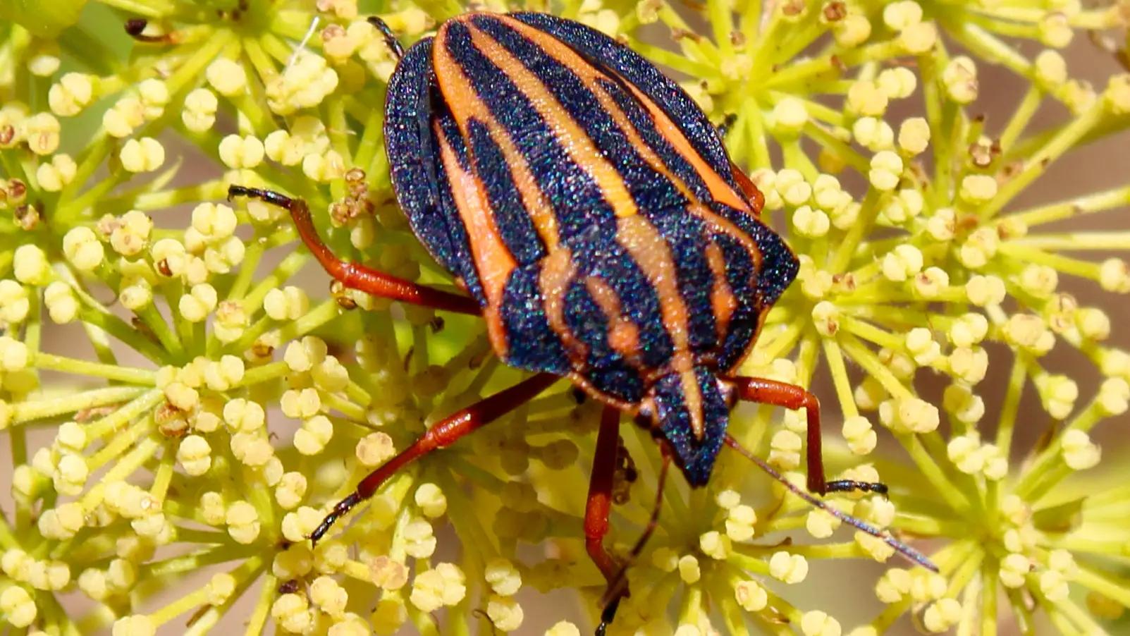 El acelerado ritmo de extinci&oacute;n de especies har&aacute; que desaparezcan antes de poder describirlas