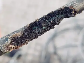 Las ratas se comen los cables de la luz en San Fernando, en Cádiz Las ratas se comen los cables de la luz en San Fernando, en Cádiz