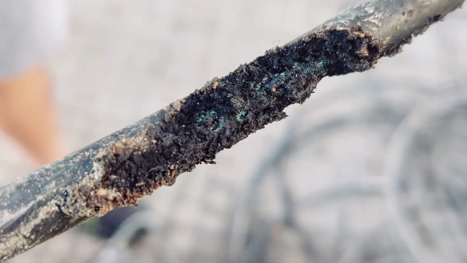 Las ratas se comen los cables de la luz en San Fernando, en Cádiz Las ratas se comen los cables de la luz en San Fernando, en Cádiz