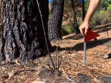 El Agente Forestal investigador señaliza una prueba el incendio