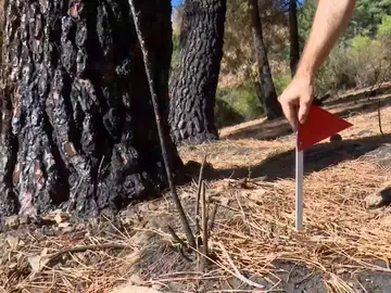 El Agente Forestal investigador señaliza una prueba el incendio El Agente Forestal investigador señaliza una prueba el incendio