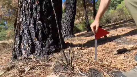 El Agente Forestal investigador señaliza una prueba el incendio Son los Detectives del Fuego