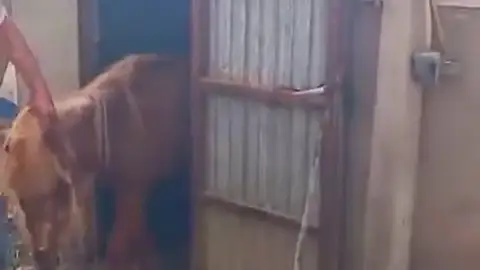 Decomisan más de 80 animales maltratados en una finca de Sant Esteve de Sesrovires Decomisan más de 80 animales maltratados en una finca de Sant Esteve de Sesrovires