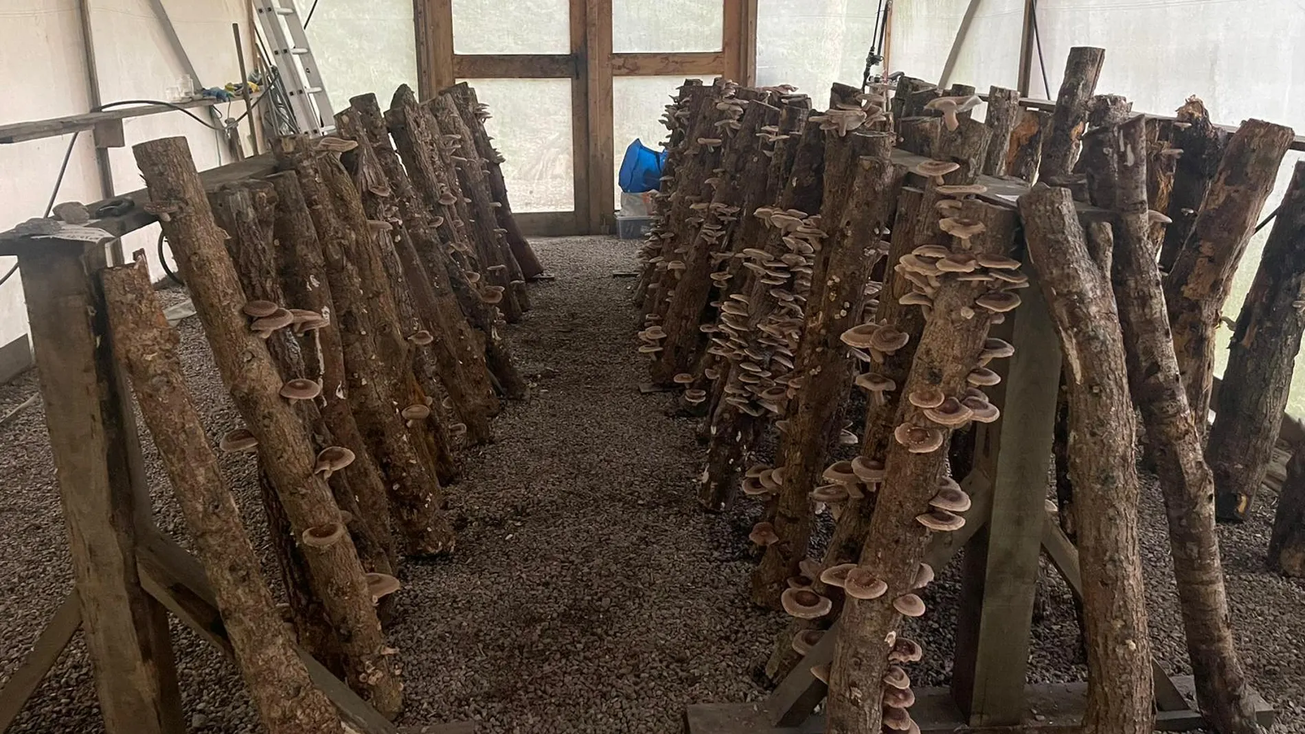 La seta asiática shiitake La seta asiática shiitake