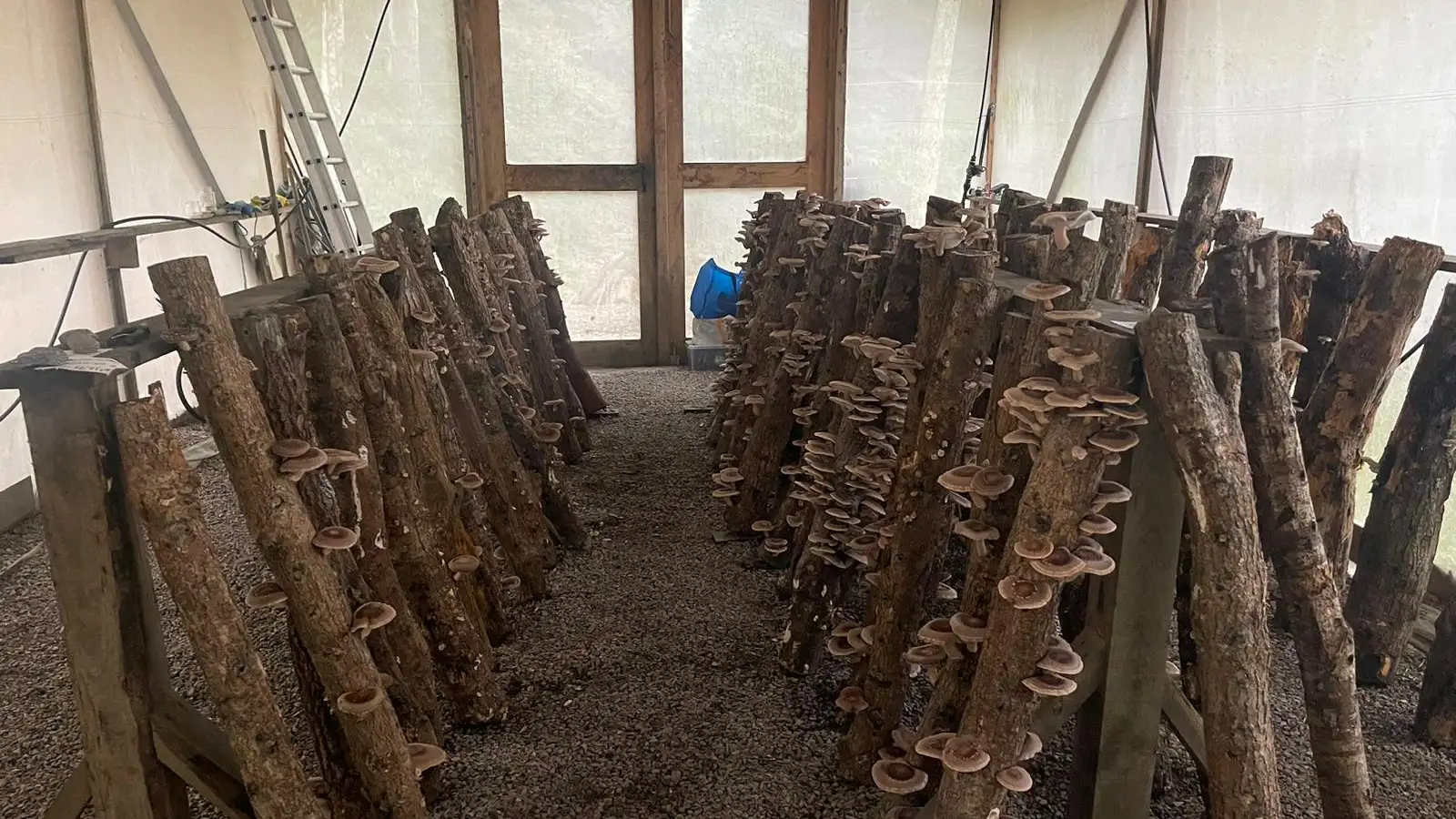 La seta asi&aacute;tica shiitake