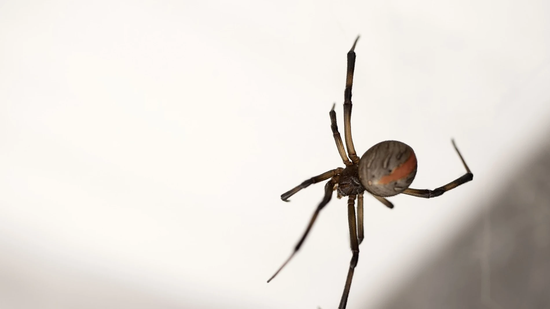 Imagen de una araña Imagen de una araña