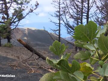 La Palma empieza a recuperar su economía e infraestructuras tres años después del comienzo de la erupción