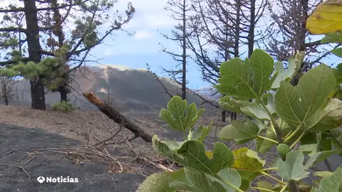 La Palma empieza a recuperar su economía e infraestructuras tres años después del comienzo de la erupción La Palma empieza a recuperar su economía e infraestructuras tres años después del comienzo de la erupción
