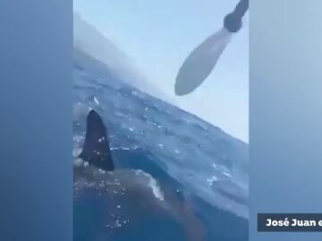 El vídeo del ataque de un tiburón martillo a un hombre 