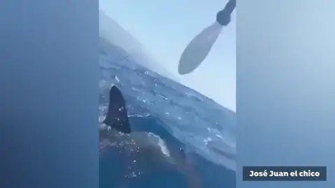 El vídeo del ataque de un tiburón martillo a un hombre El vídeo del ataque de un tiburón martillo a un hombre