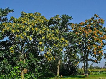 'Árbol del cielo'