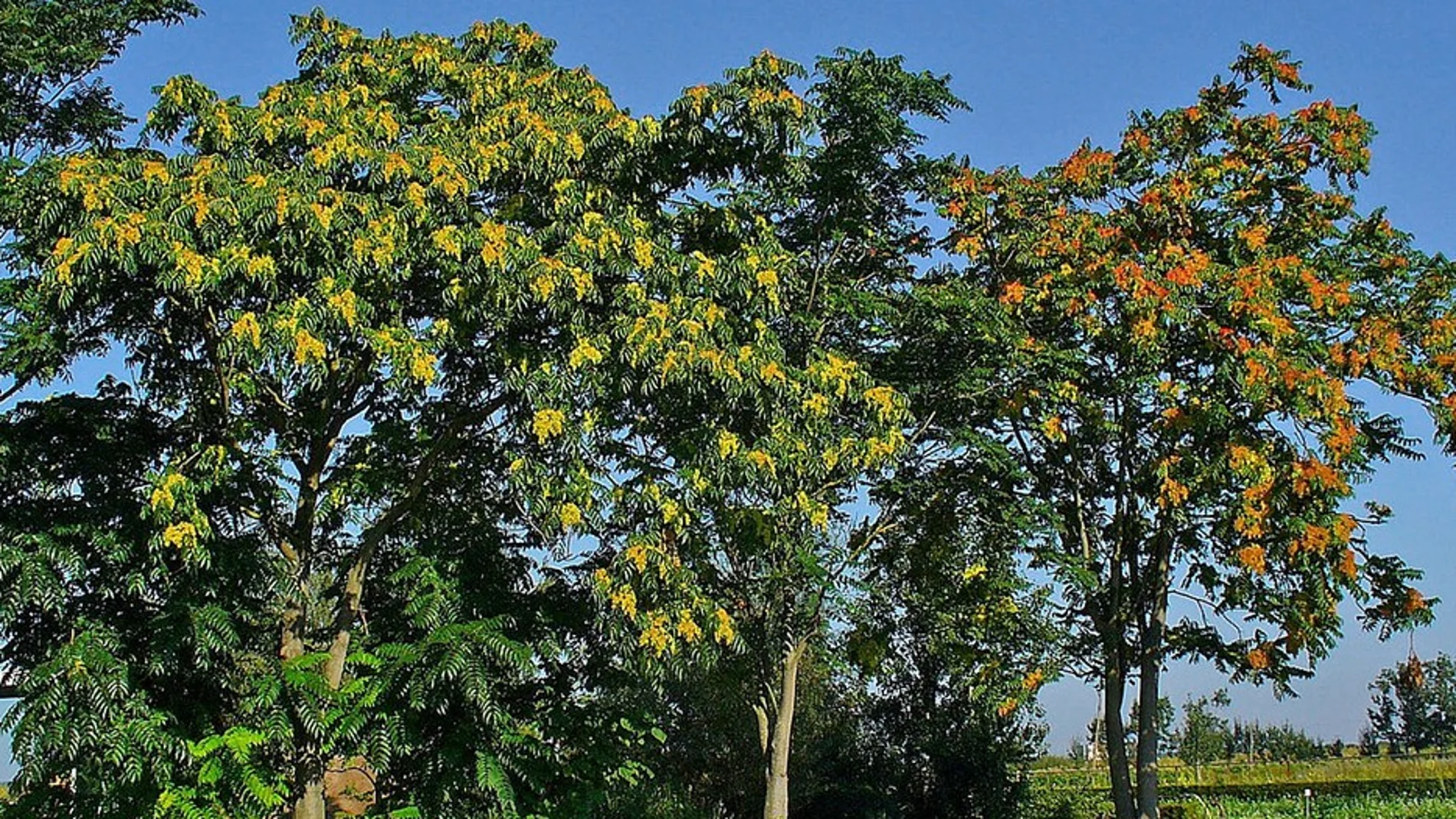'Árbol del cielo' 'Árbol del cielo'
