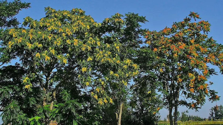 '&Aacute;rbol del cielo'