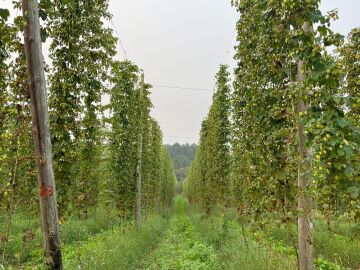 Plantaciones de lúpulo