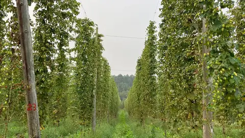 Plantaciones de lúpulo Plantaciones de lúpulo