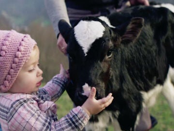 La importancia de la alimentaci&oacute;n de los animales en la calidad de los productos naturales: cuanto mejor est&aacute; la vaca, mejor es la leche.