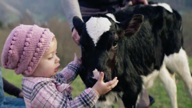 La importancia de la alimentación de los animales en la calidad de los productos naturales: cuanto mejor está la vaca, mejor es la leche