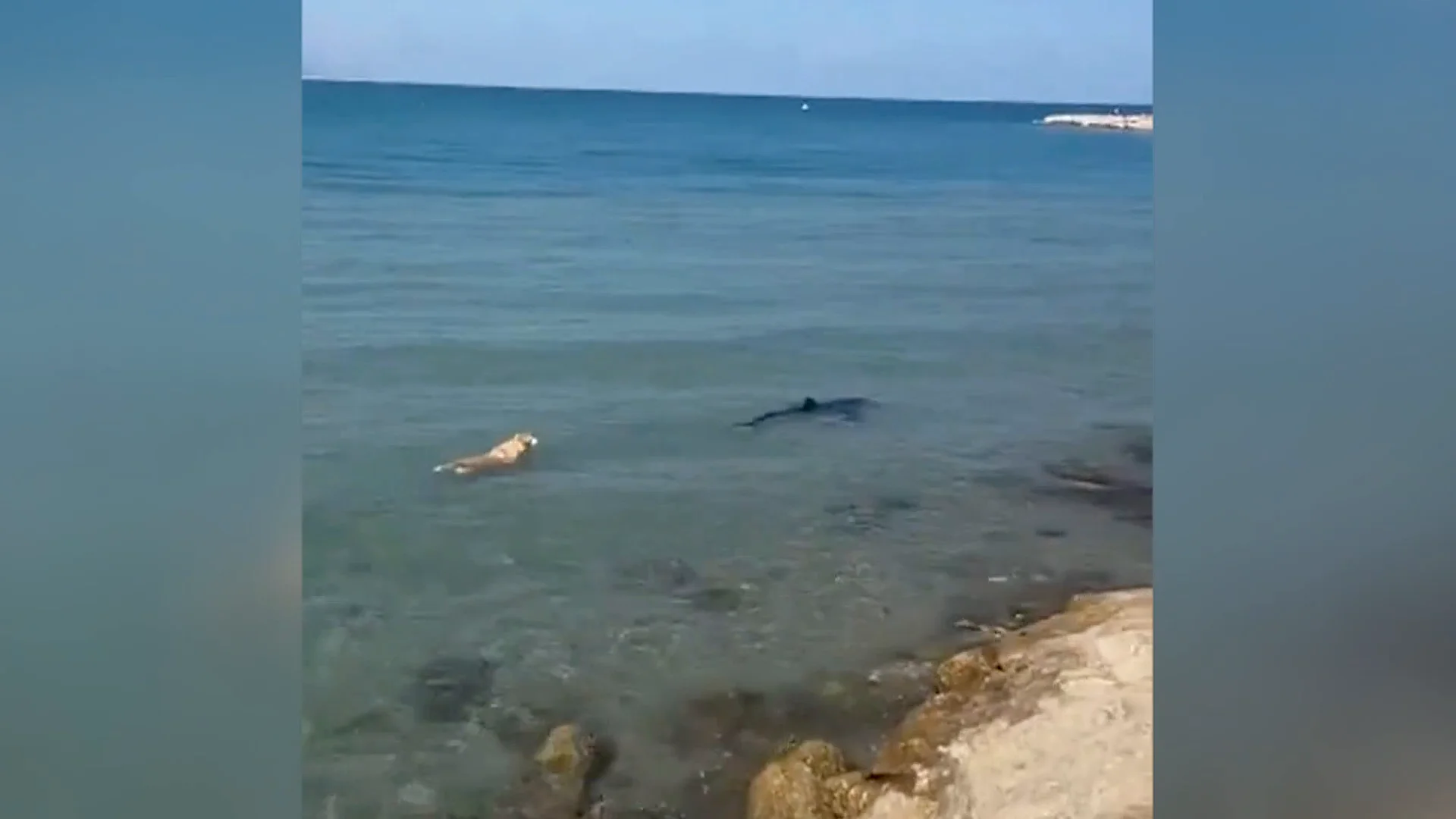 El intr&eacute;pido perro en el agua