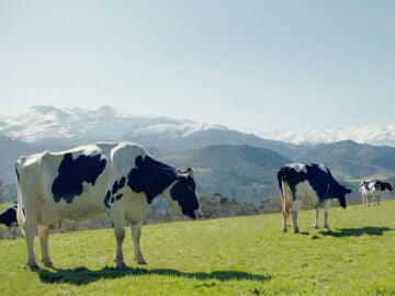 Los ganaderos de Central Lechera Asturiana: auténticos jardineros de Asturias